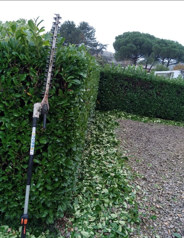 Entretien de haies, tailles par Florasol