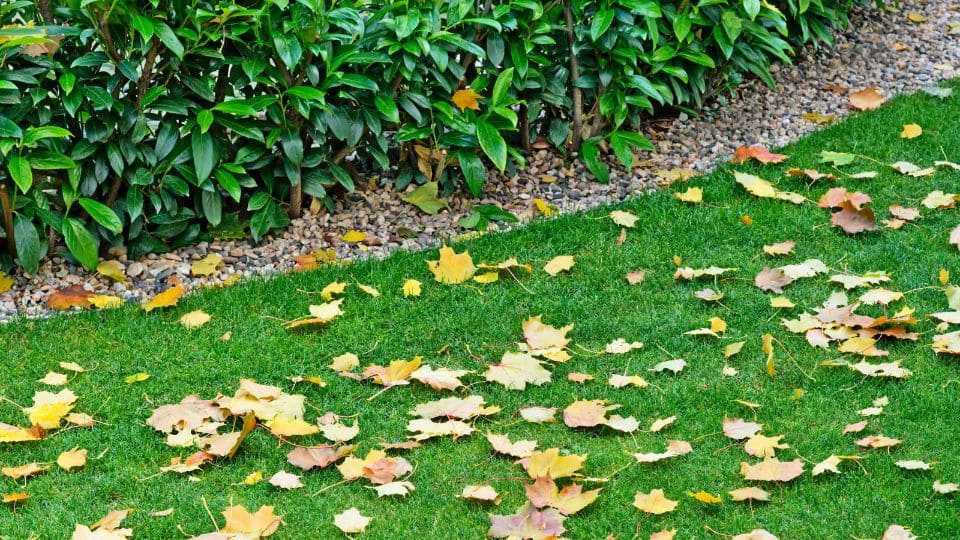 Feuilles mortes sur une pelouse lors de l’entretien du jardin en automne